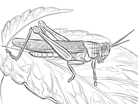 American Locust Coloring Page